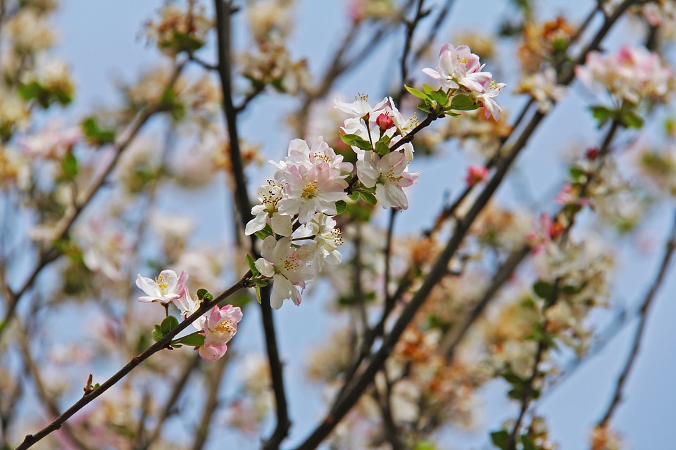 Spring flower bloom