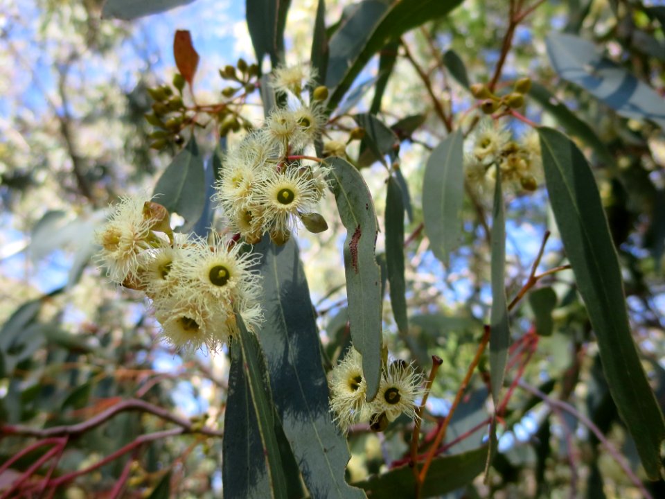 Eucalyptus Melliodora