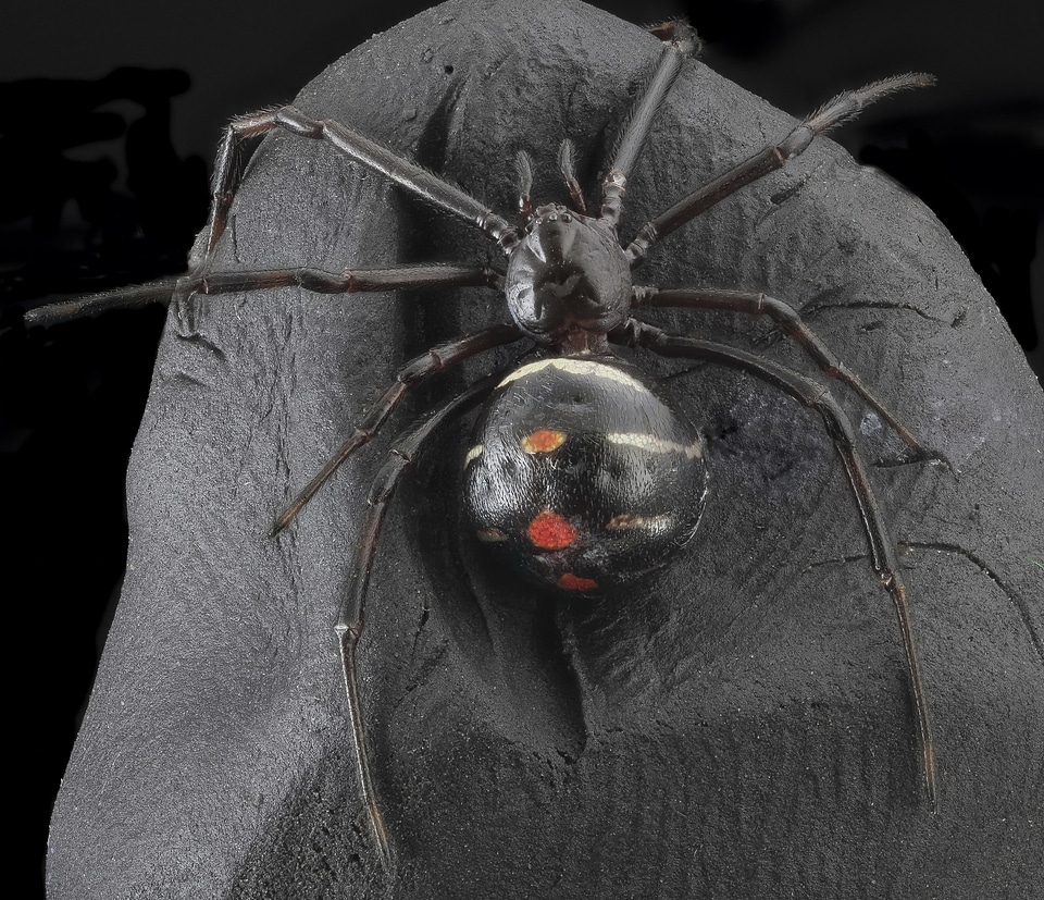 Poisonous scary nature