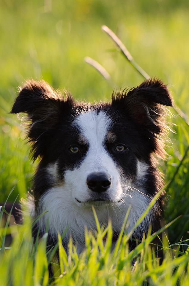 Three coloured portrait british sheepdog