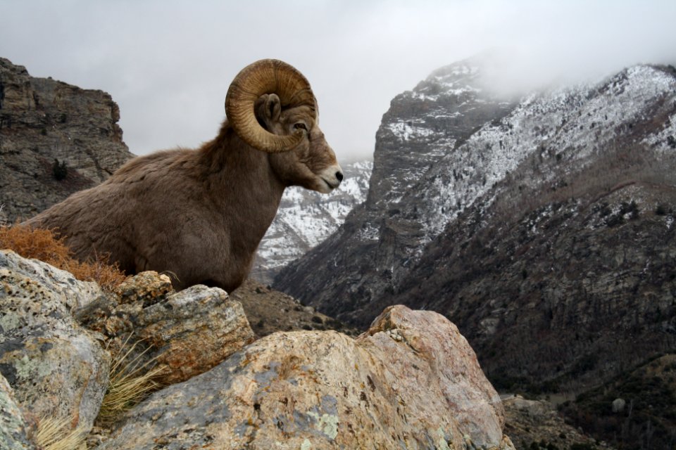 20081129-FS-Caribou-JF-001