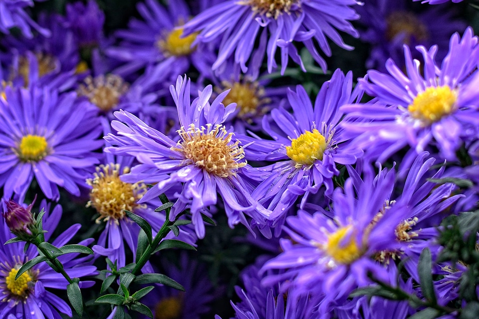 Composites flower autumn
