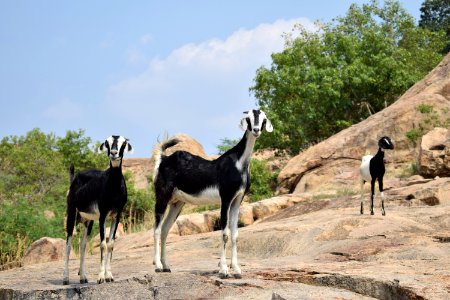 Kalugumalai Vettuvan Koil