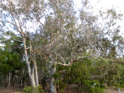 Eucalyptus Maidenii