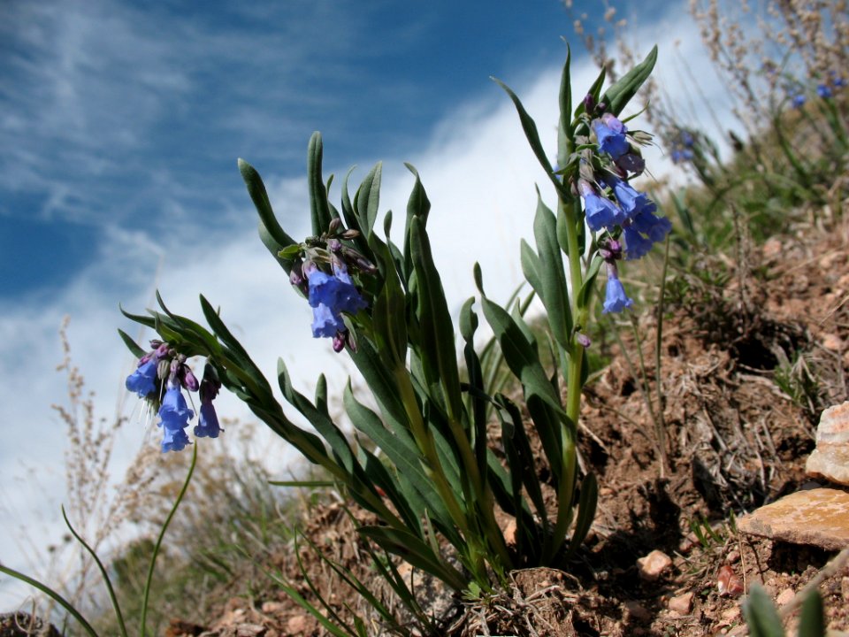 Prairie Bluebells