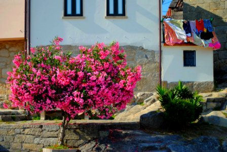 Arbol Combarro