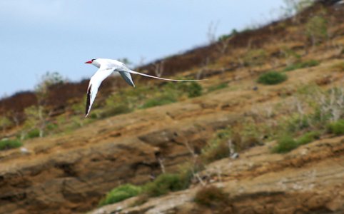 Tropicbird.jpg photo