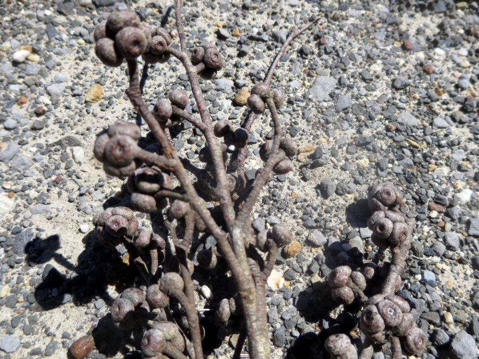 Eucalyptus Agglomerata
