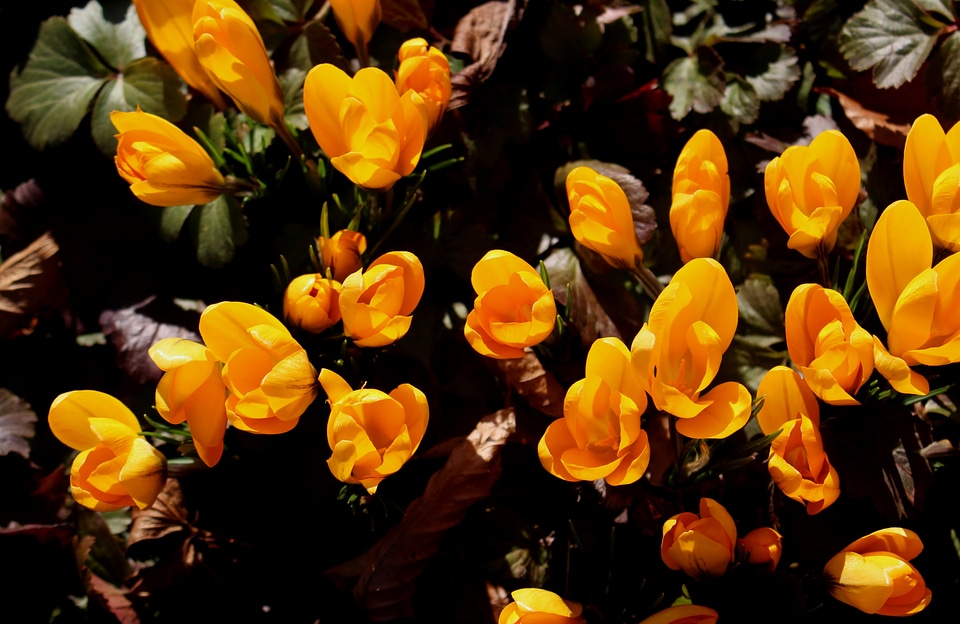 Signs of spring bloom sunshine