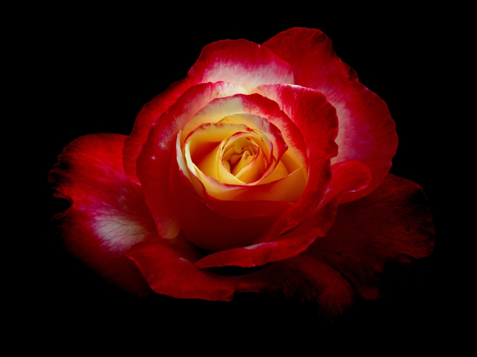 Plant red flowers natural