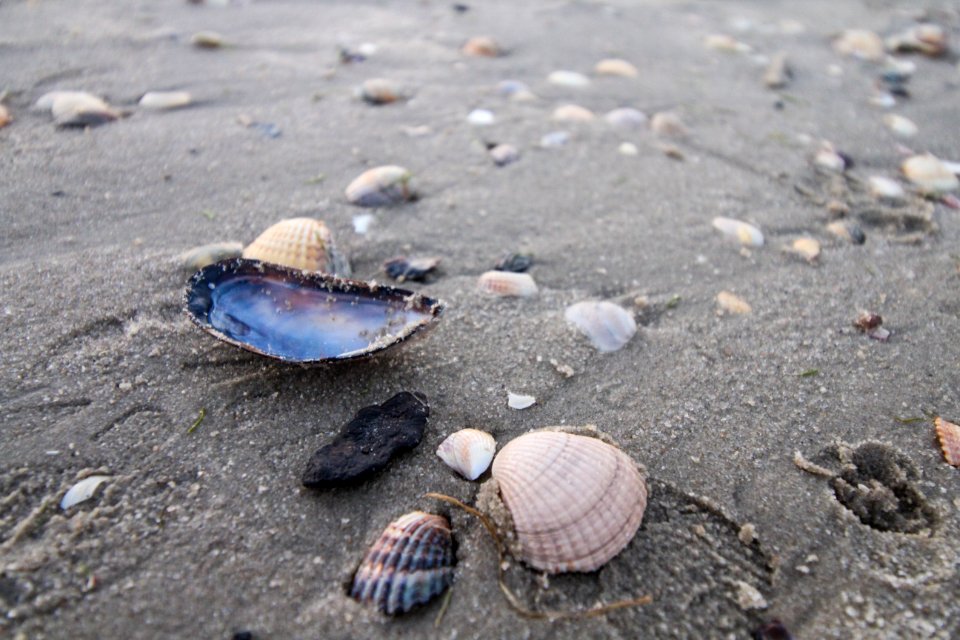Muscheln