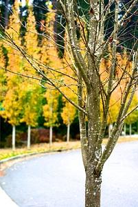 Nature season fall
