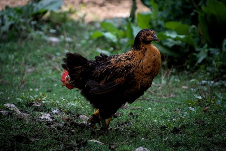 Two headed chicken