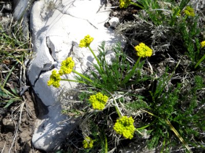 Slender wildparsley