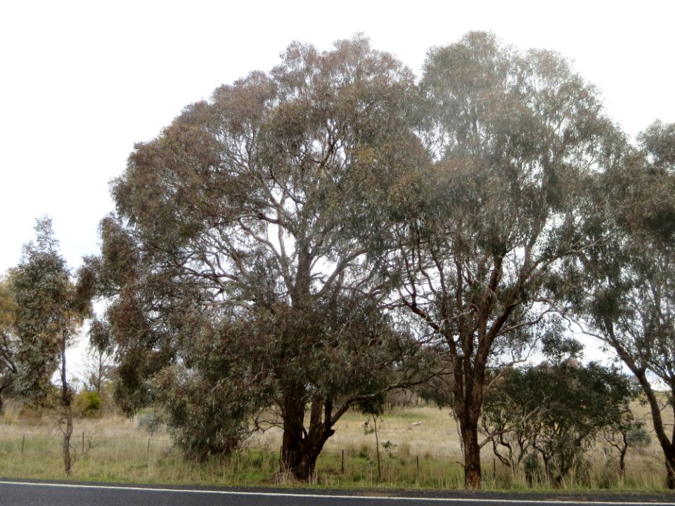 Eucalyptus Melliodora