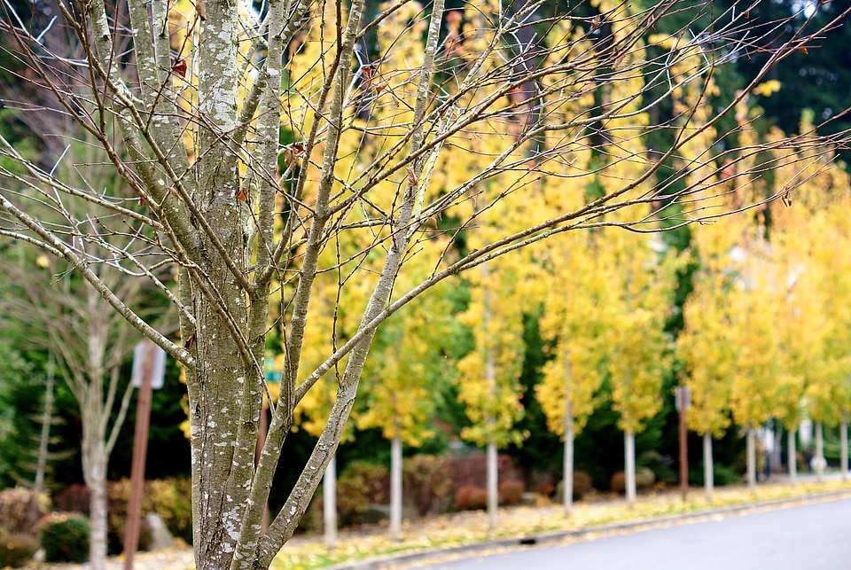 Nature season fall
