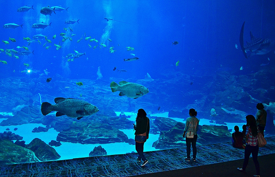 Georgia tourist ocean