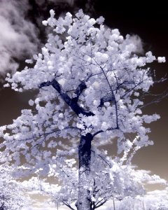 20190401-FS-CherryBlossoms-LSC-047