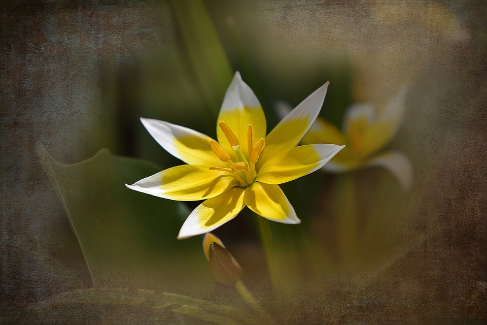 Blossom bloom yellow-white