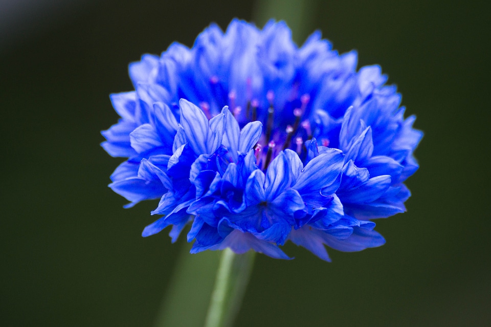 Blue plant blossom
