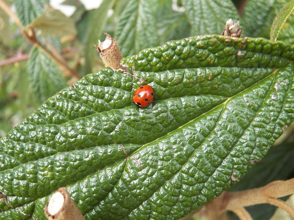 Nature lucky charm krabbeltier