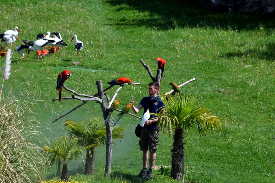 Falconer paradise