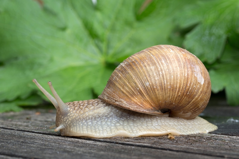 Mollusk animal shell