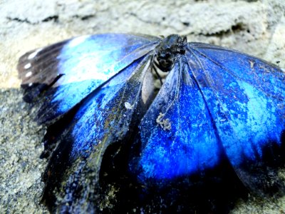 Gênero Morpho