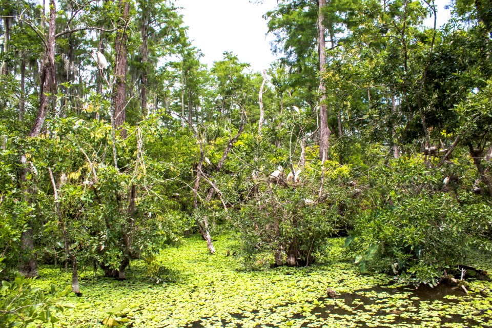 Everglades