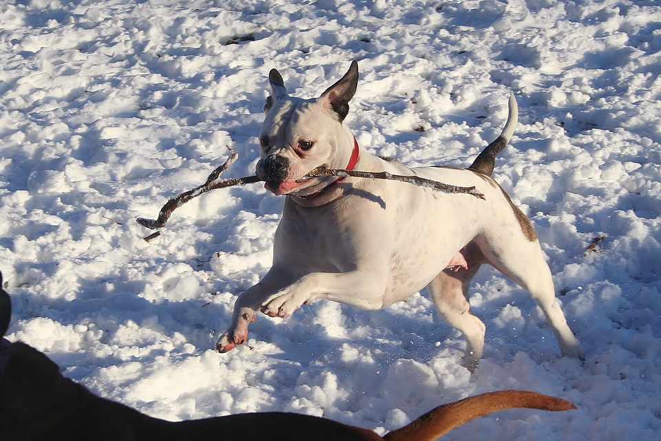 Canine dog adorable