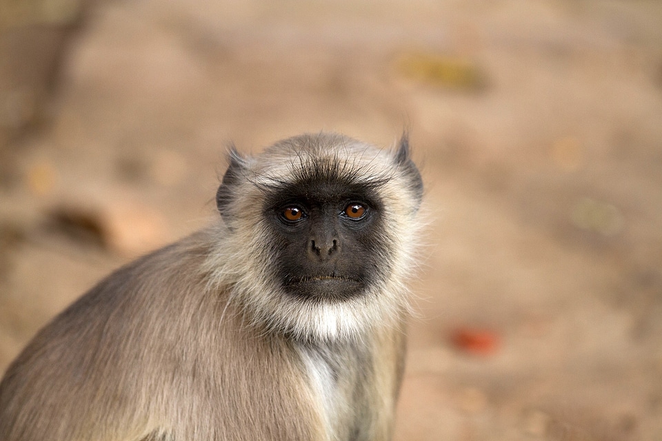 Gray langur semnopithecus grey langur