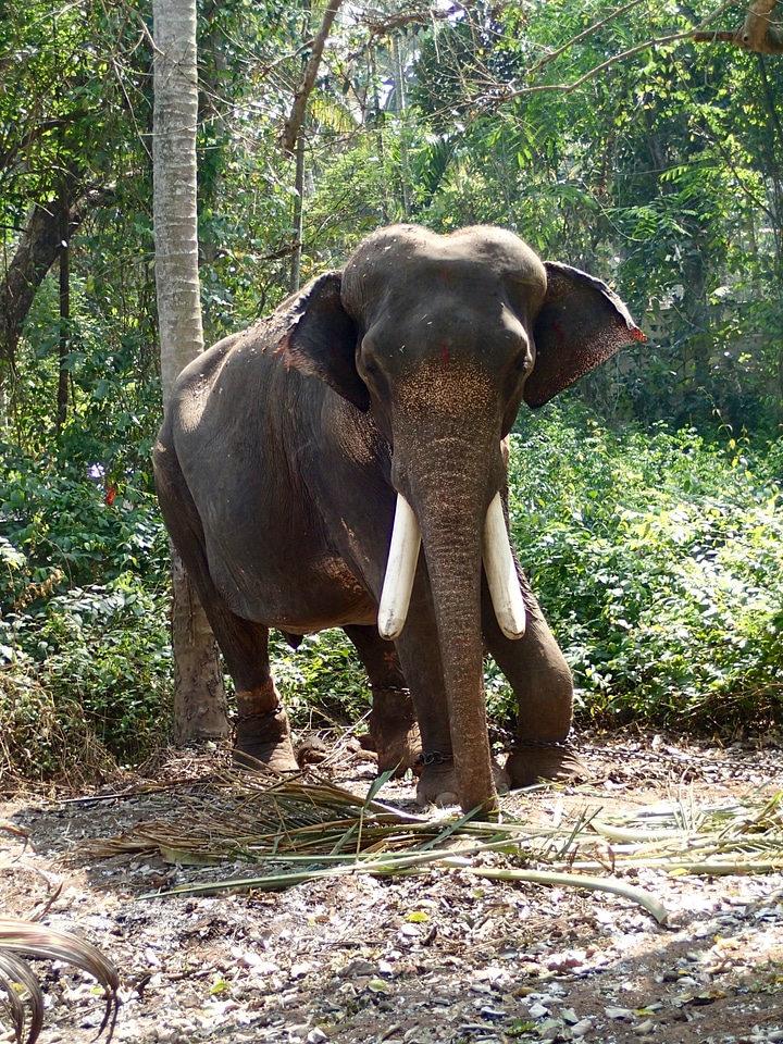 India jungle pasture