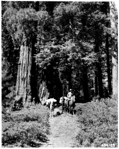 194107XX-FS-Sequoia-NLN-436125