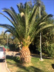 Palmera en Gòmez Millas
