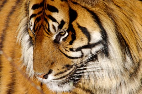 Zoo Tiger photo