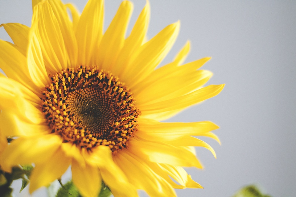 Yellow nature summer