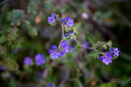20170410-FS-Coconino-DLS-002
