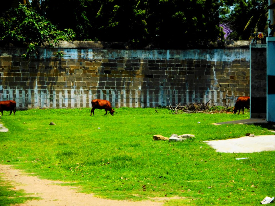 Ekambaranathar temple Kanchipuram Tamil Nadu