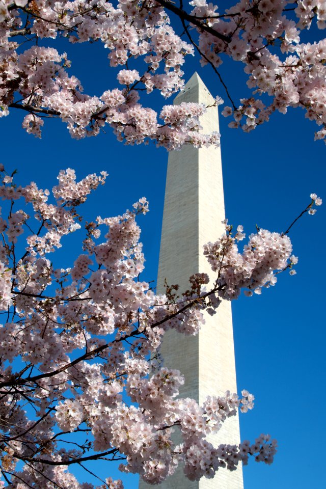 20190401-FS-CherryBlossoms-LSC-008