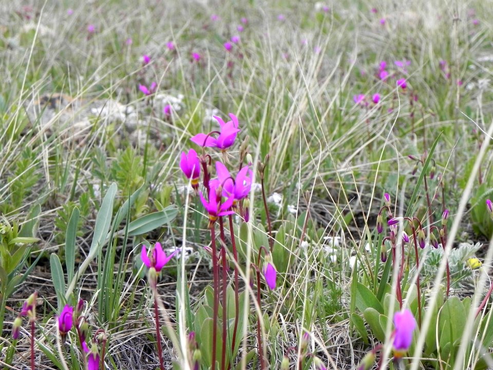 Darkthroat shootingstar (Dodecatheon pulchellum)
