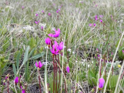 Darkthroat shootingstar (Dodecatheon pulchellum)