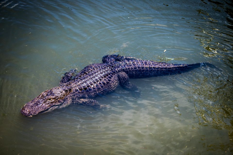 Alligator