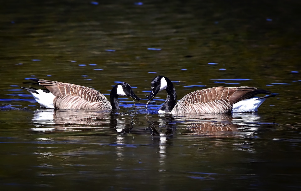 Eat feathers lake