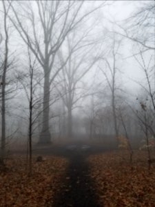 Cardiff Woods Park