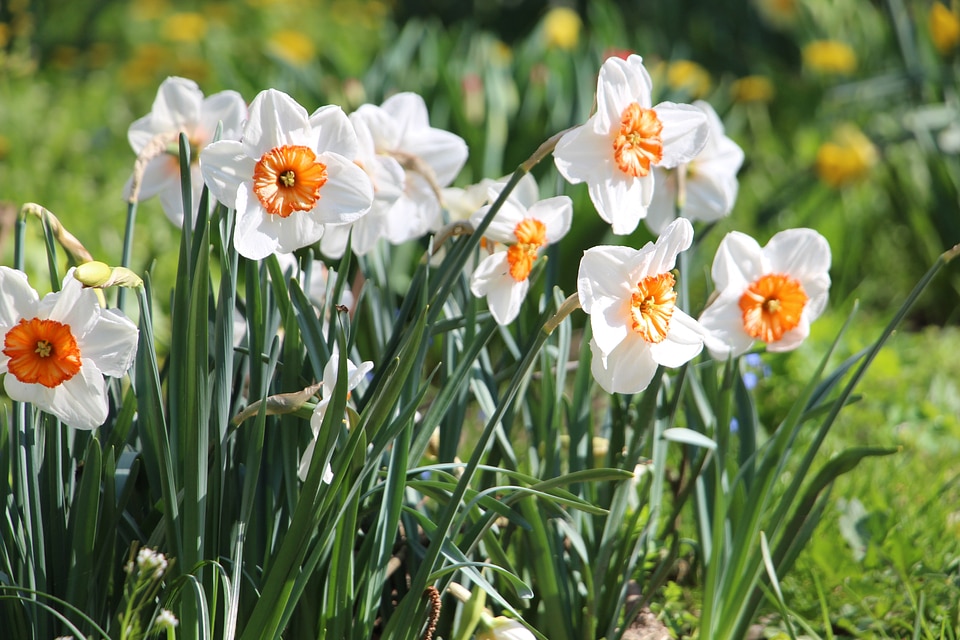 Narcissus orange plant