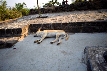 Sinhagad fort Pune Maharashtra