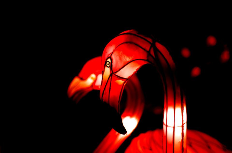 Flamingos 2