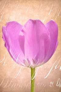 Tulip pink tender photo