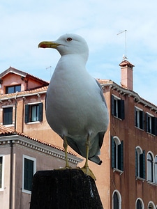 Seagull venice bird photo