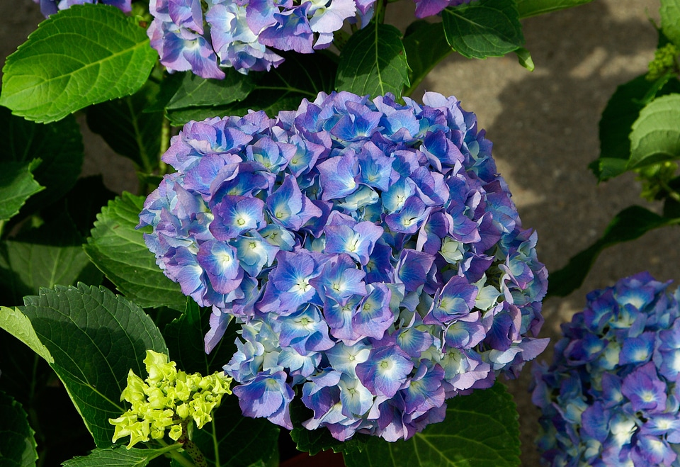 Petals blue violet